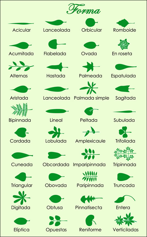 Clasificacion y tipos de hojas de plantas